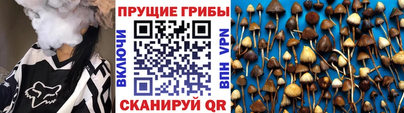 закладка  Луховицы  Псилоцибиновые грибы мухоморы 